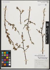 Foto von Salix appendiculata Vill.